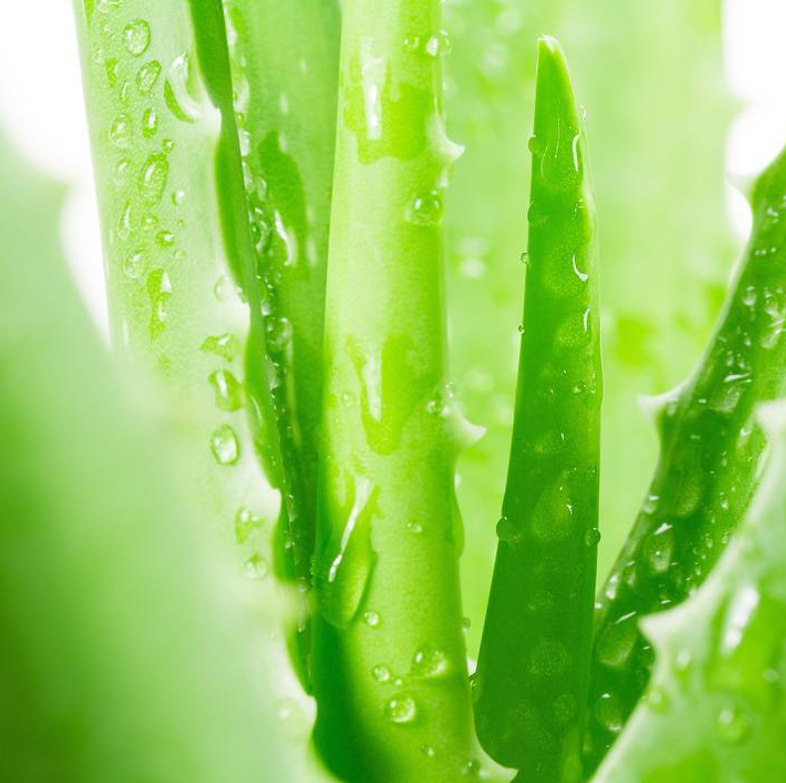 Aloe Vera: 6 Underestimated Benefits for Dry Natural Hair  Flora & Curl